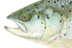 &ldquo;Salmon&rdquo; by Nick Mayer