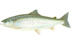 &ldquo;Salmon&rdquo; by Nick Mayer