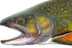 &ldquo;Beaver Pond Brook Trout&rdquo; by Nick Mayer