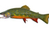 &ldquo;Beaver Pond Brook Trout&rdquo; by Nick Mayer