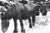 Charrue tirée par un cheval
